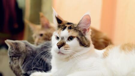 Warum verändert sich bei manchen Katzen die Fellfarbe?