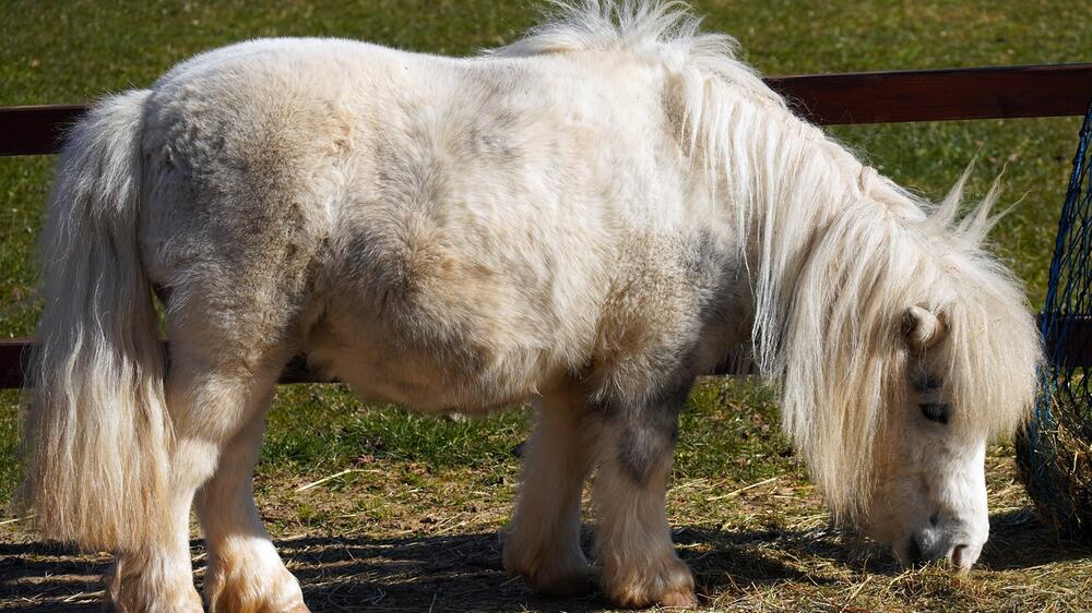 Das Dorf der Pferde ist auf die Tiere eingestellt