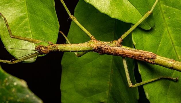A. mabiensis 