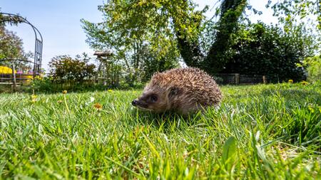 Von Igel bis Kröte: So helfen Sie Wildtieren im Frühling