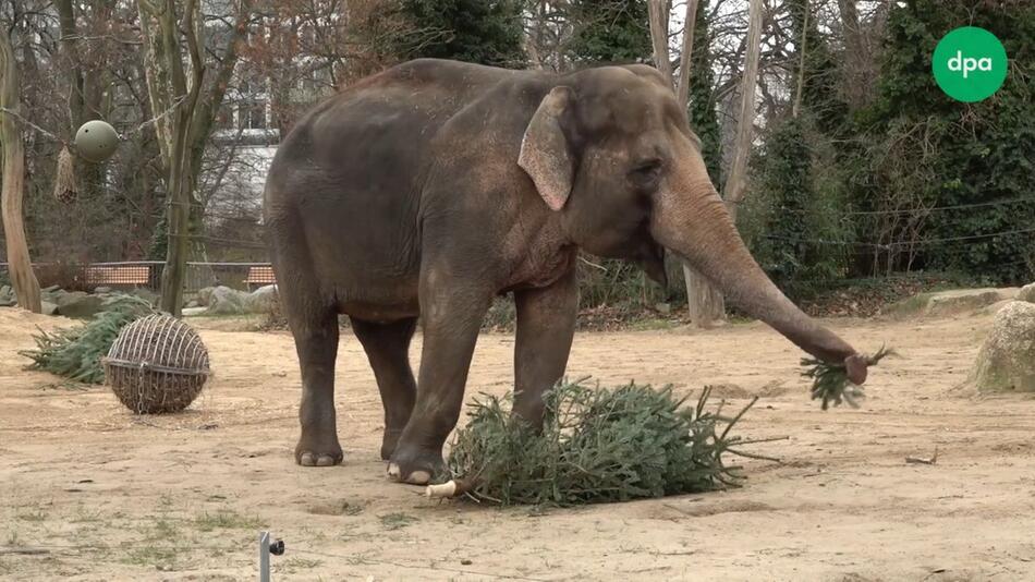 Nachträglicher Festschmaus: Weihnachtsbäume an Tiere im Zoo verfüttert