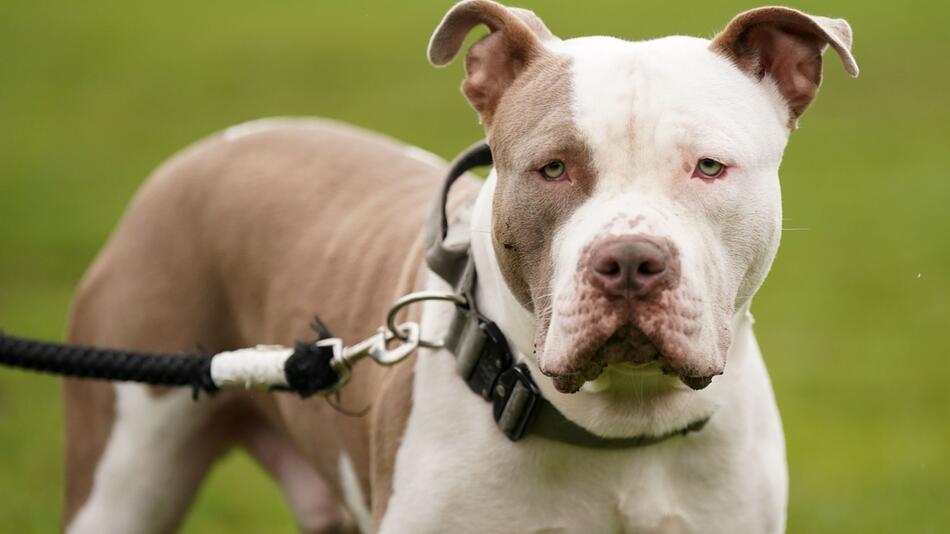 Verbot von XL Bullys in England