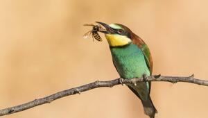 Bienenfresser (Merops apiaster) mit einer Hornisse (Vespa crabro) im Schnabel.