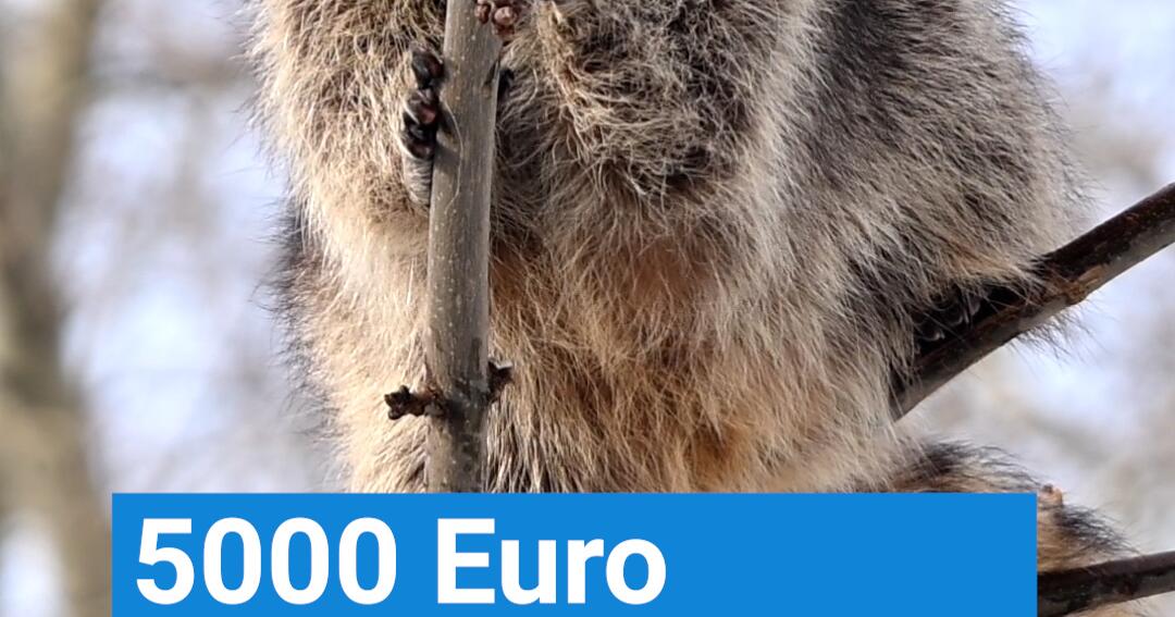 5000 Euro Bußgeld: Das darfst du niemals mit Waschbären machen | 1&1