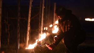 Sachsen: Weinbauern schützen Reben vor spätem Frost