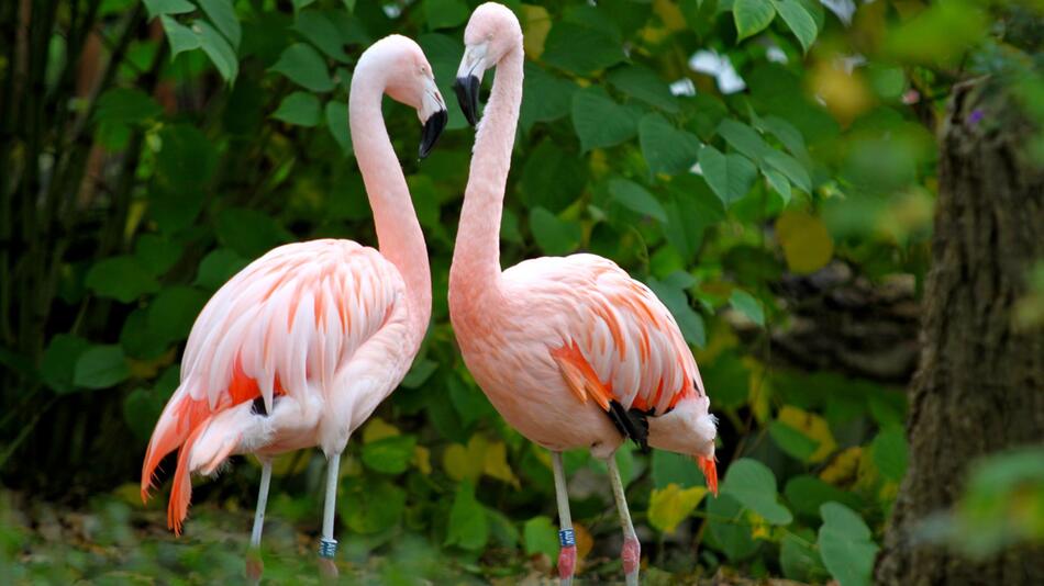 Flamingo gestohlen: Tierpark Hamm glaubt nicht an ein Wiedersehen