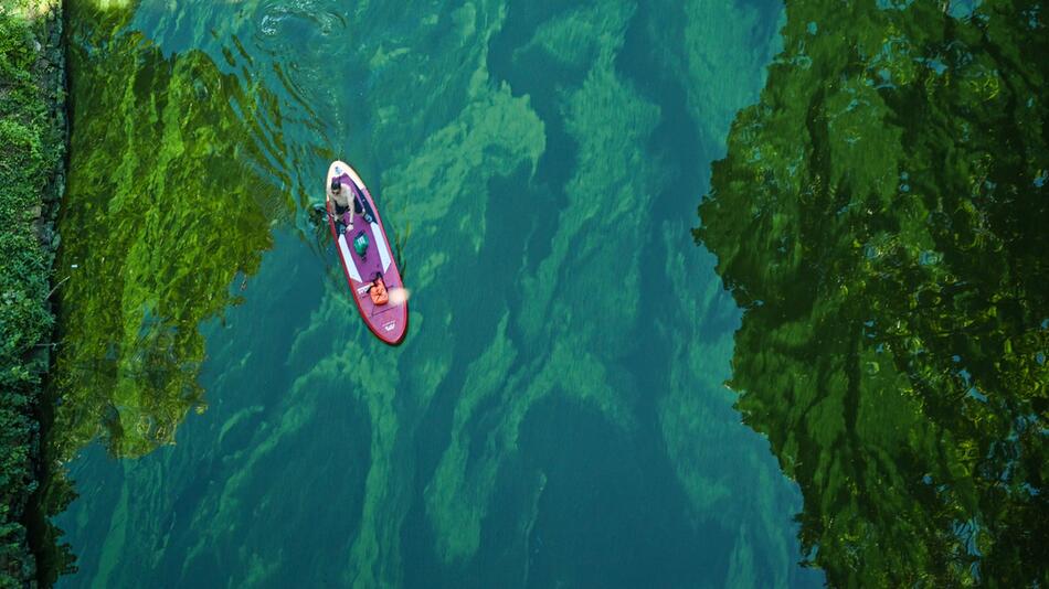 Ein Mann durchquert einen Teppich aus Blaualgen im Stößensee