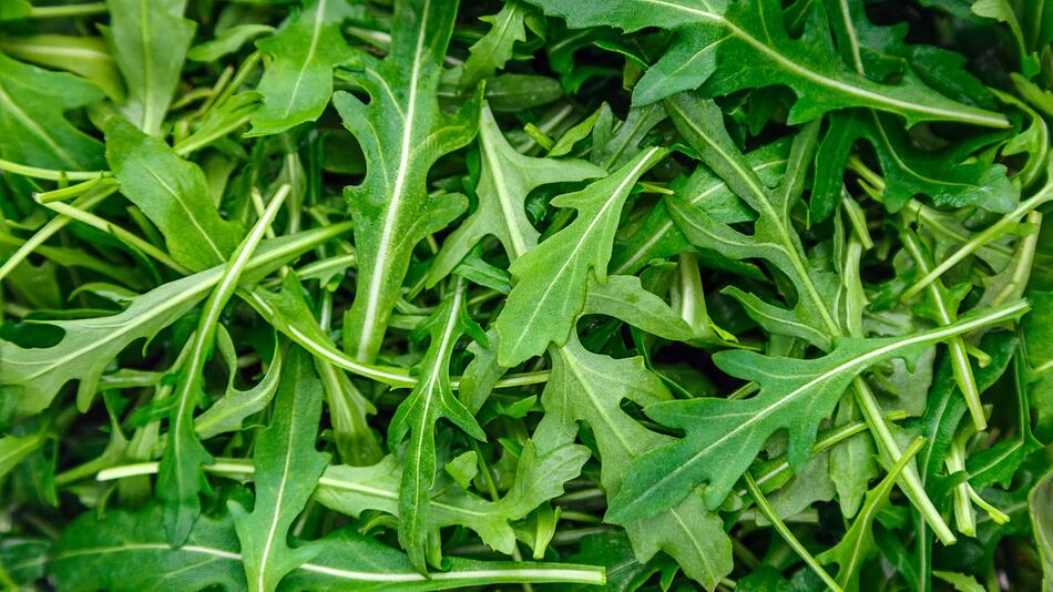 Rucola