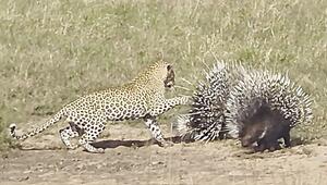 Stacheln schlagen Krallen: Junger Leopard scheitert mehrfach an zwei Stachelschweinen