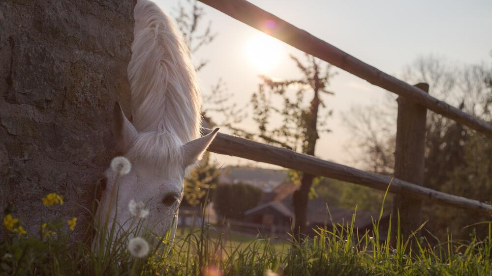 Die Therapie-Pferde sind toll für demente Senioren