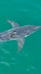 Weißer Hai aus der Vogelperspektive: Drohne filmt Raubfisch in Maine