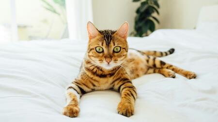 Glitzer-Gen: Warum glänzen und funkeln einige Katzen?