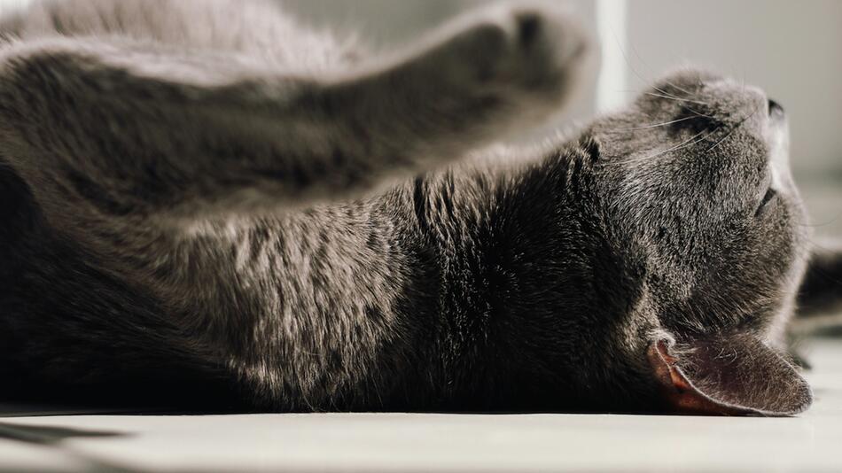 Bestimmte Musik macht Katzen glücklich.