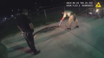 Polizei, Alligator, Texas