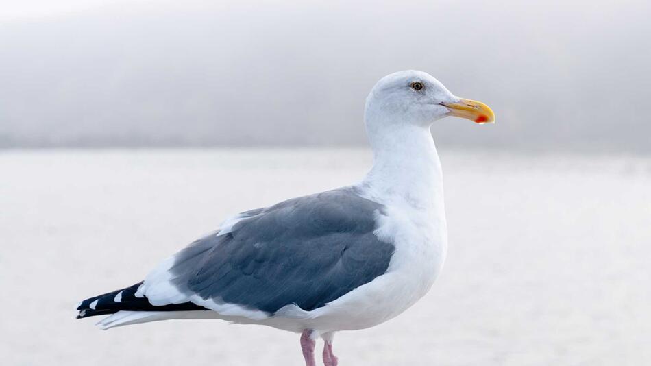 Dänische Gemeinde gibt Möwen zum Abschuss frei