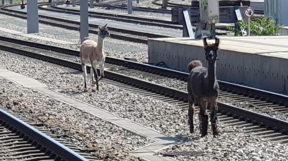 Lamas legen wichtige Wiener Bahnstrecke lahm