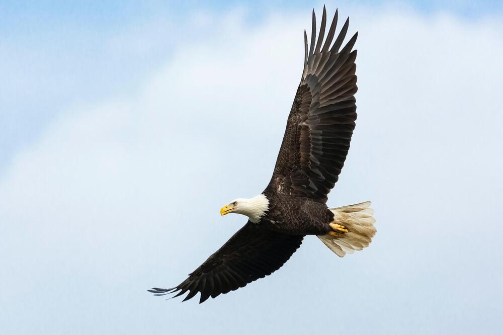 Viele Vögel behalten ihren Namen.