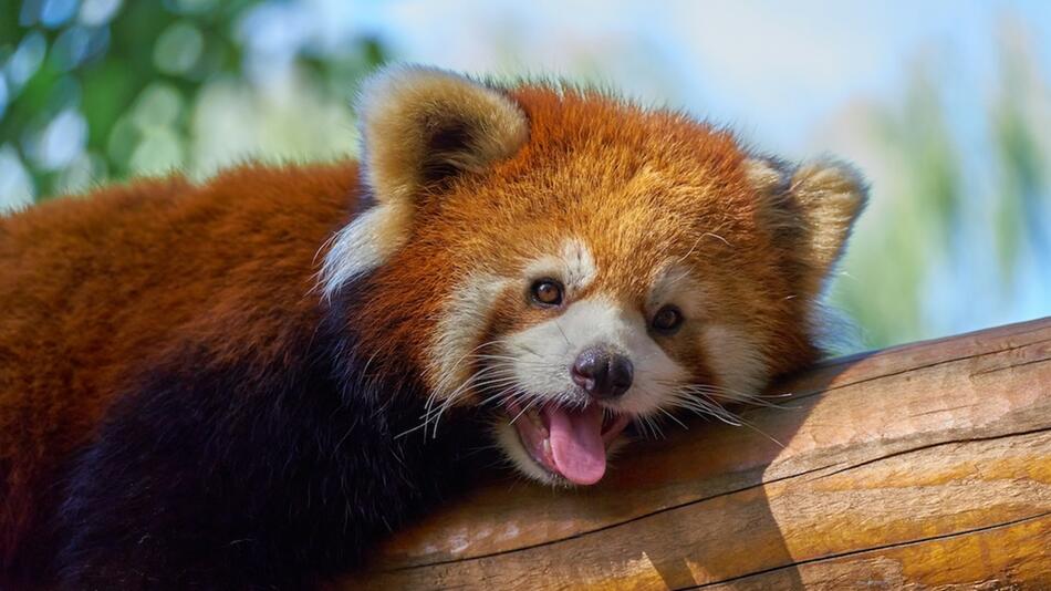 Rote Pandas kommen in Teilen Chinas vor.