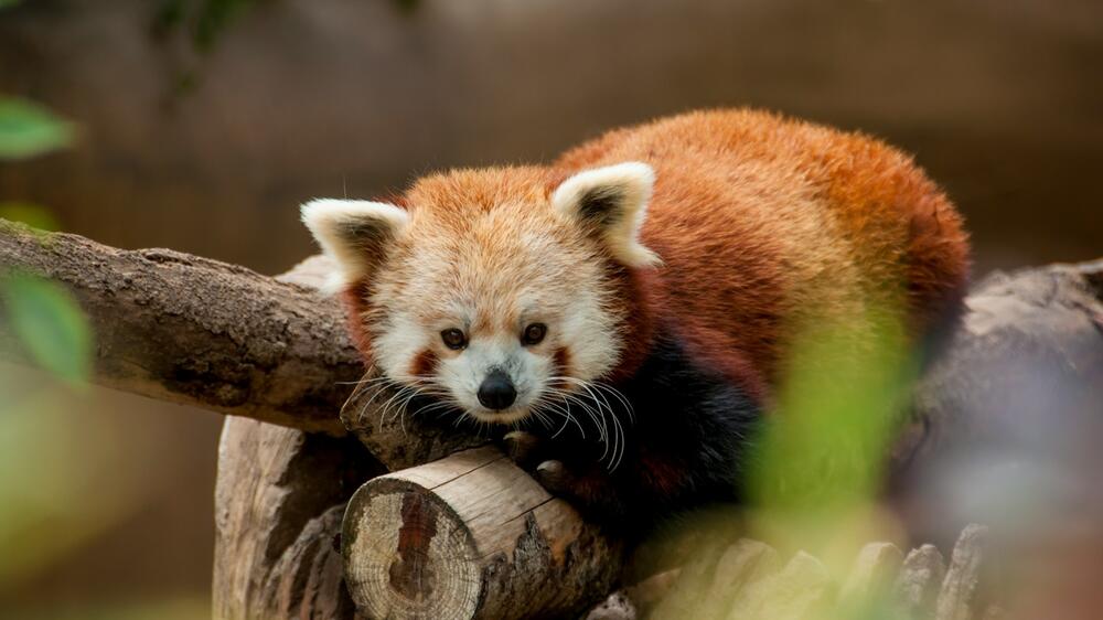 Der rote Panda gilt seit 2008 als „gefährdet“.