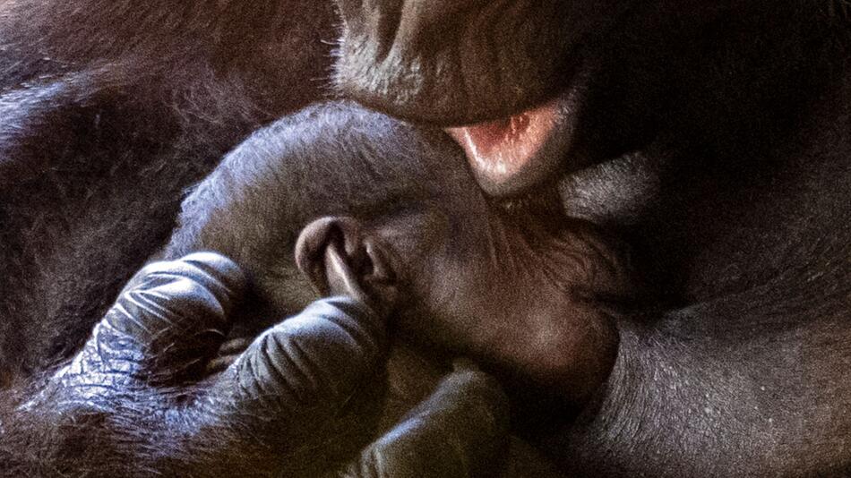 Gorilla-Nachwuchs im Prager Zoo