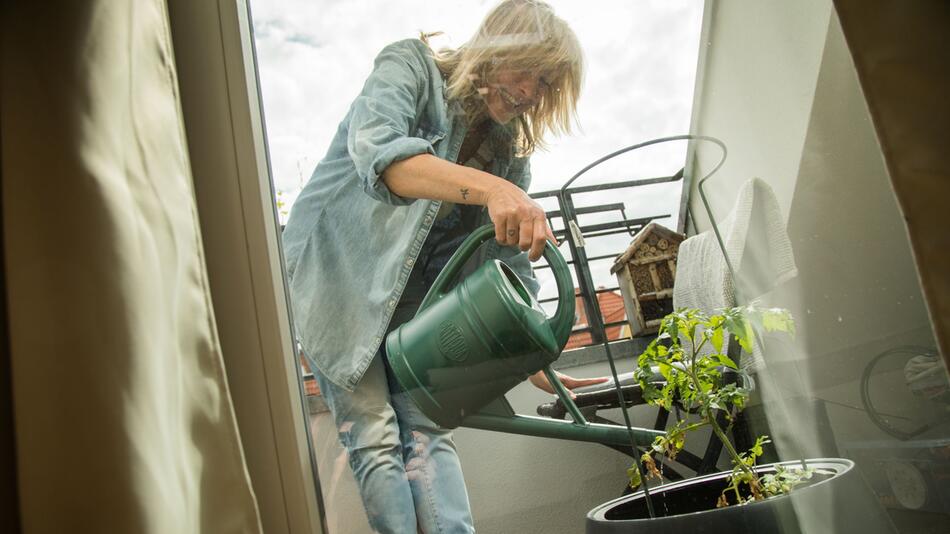 Frau gießt Tomatenpflanze auf dem Balkon