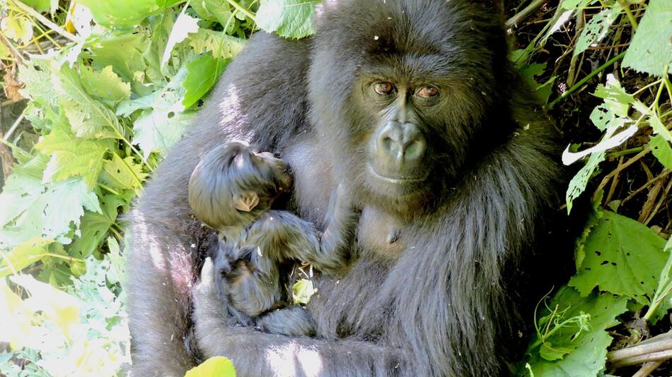 Berggorilla im Virunga Nationalpark geboren