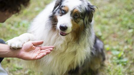 Aufgelegte Pfote: Was Ihr Hund Ihnen damit sagen will