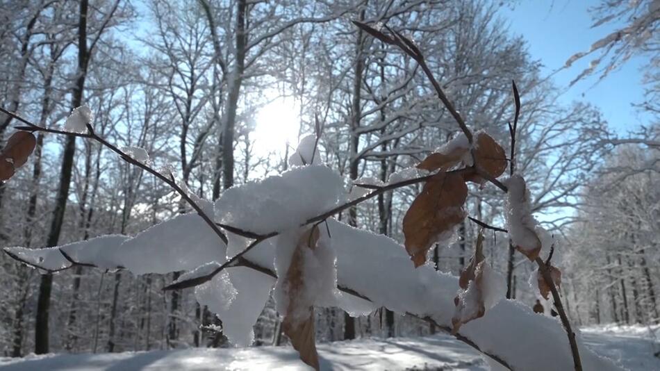 Dicke Schneedecke: Winterwunderland in Niedersachsen