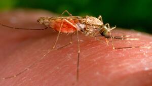 Anopheles-gambiae-Mücke