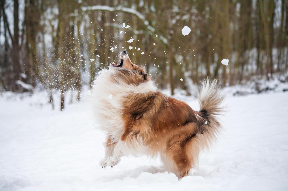 So erkennst Du, ob Dein Hund Schnee gegessen hat.