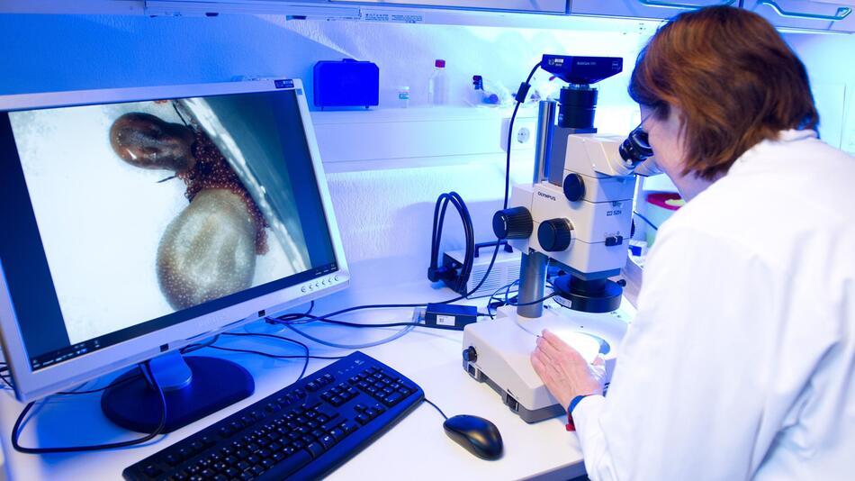 Wissenschaftlerin betrachtet in einem Labor zwei weibliche Zecken durch ein Mikroskop