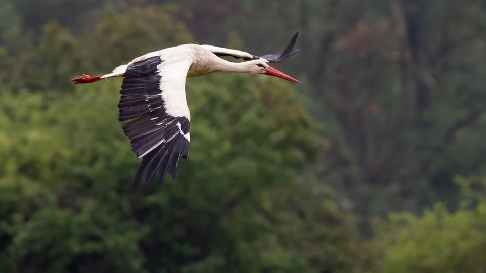 Storch fliegt