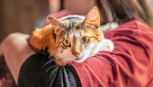 Frau die Hauskatze auf dem Arm hält. 