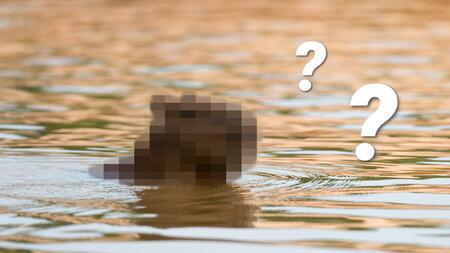 Erkennen Sie dieses Tier?