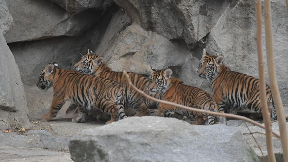 Junge Sumatra-Tiger im Tierpark Berlin