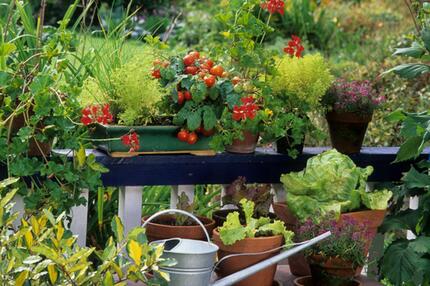 Gemüse, Balkon, anpflanzen, Pflanzen, Garten, Gemüsebalkon