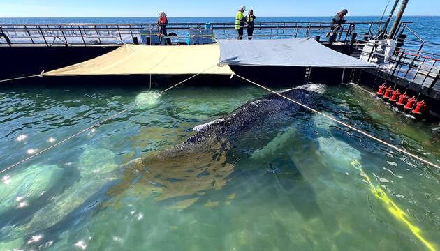 Weitere Entwicklung zum Buckelwal in der Ostsee