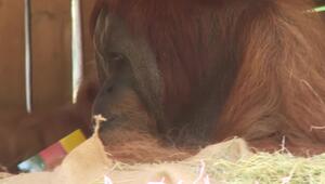 Sumatra-Orang-Utan orakelt deutschen Sieg gegen Elfenbeinküste