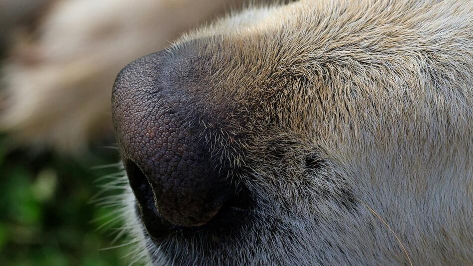 Was ist, wenn Dein Hund nicht mehr riechen kann?