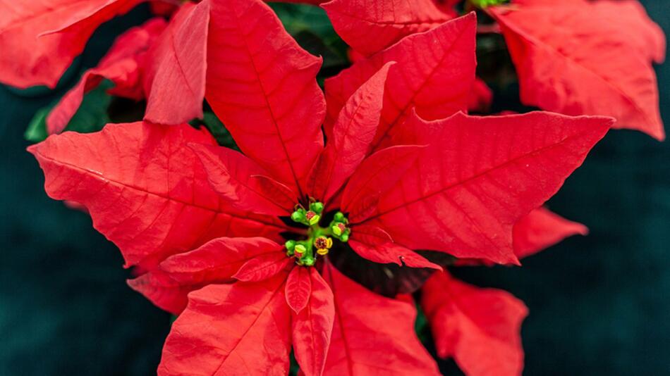 Weihnachtsstern verliert Blätter: Was tun?