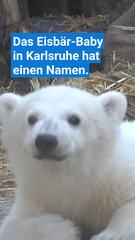 Eisbär-Baby im Karlsruher Zoo hat einen Namen