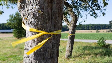 Gelbes Band am Baum: Was hat das zu bedeuten?