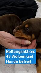 49 Welpen und Hunde befreit