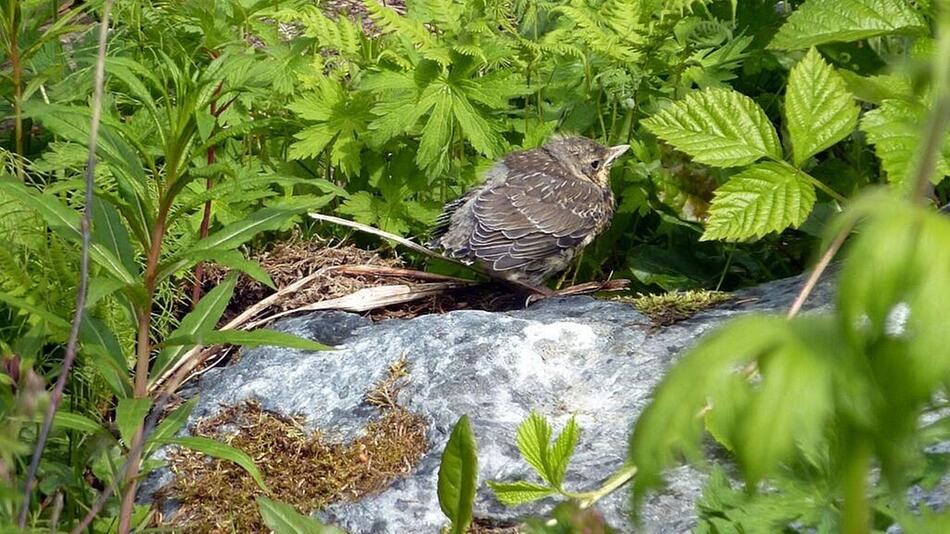 Babyvogel gefunden