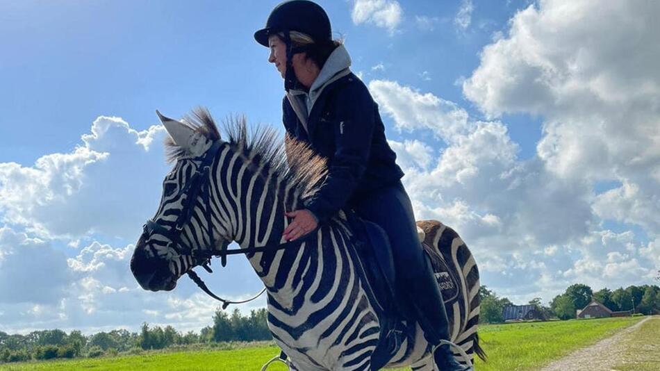 Stripes ist Deutschlands einziges Therapie-Zebra.