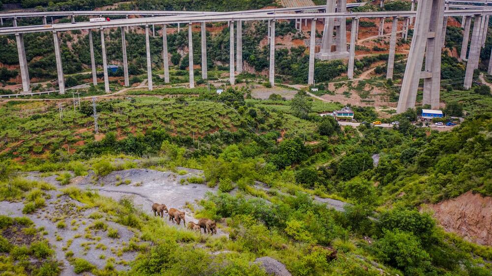 Elefanten wandern durch China