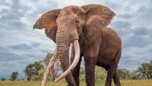 Elefanten mit XXL-Stoßzähnen: Die letzten Big Tusker. 