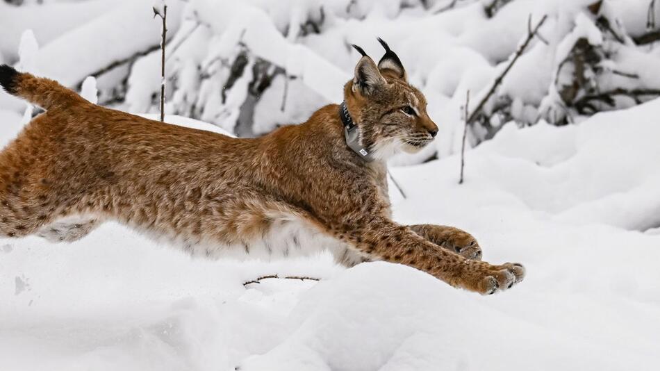 Luchs Finja