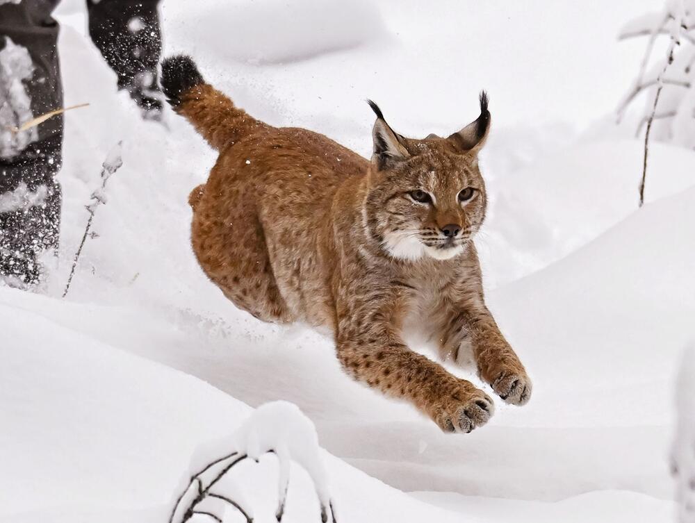 Luchs im Schwarzwald ausgewildert