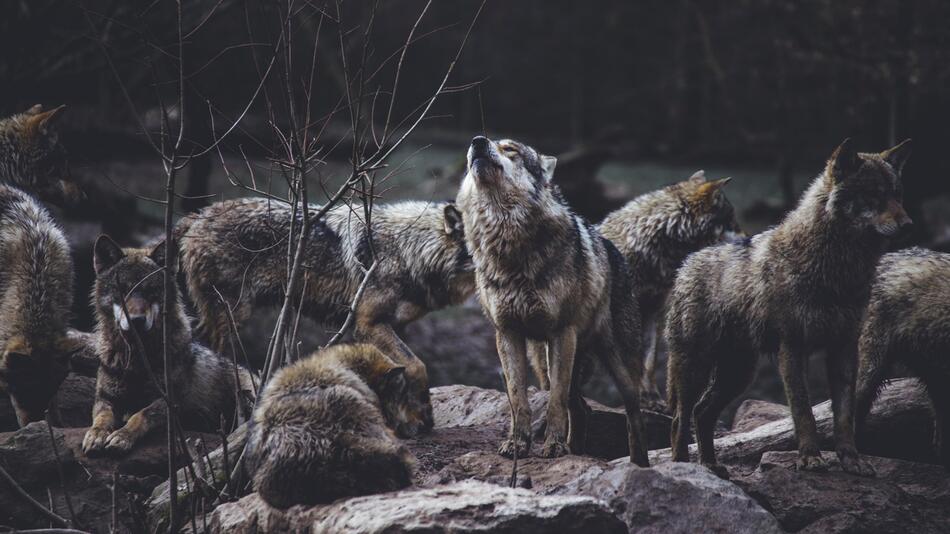 Wie gefährlich sind Wölfe für uns?